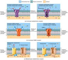 Excitatory and inhibitory postsynaptic potentials
