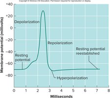 Action potential phases: depolarization, repolarization, hyperpolarization