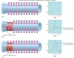 Sequence of events in an action potential
