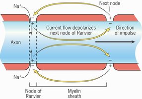 Factors affecting propagation speed