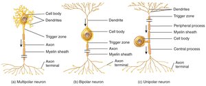 Structural classification of neurons: multipolar, bipolar, unipolar