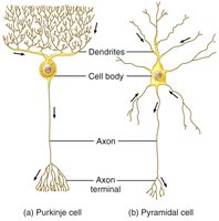 Examples of dendritic branching: Purkinje and pyramidal cells