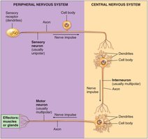 Functional classification of neurons: sensory, motor, interneurons