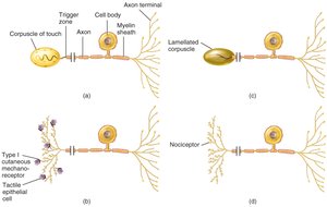 Examples of sensory receptors: mechanoreceptors and nociceptors