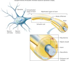 Myelinated axon with Schwann cell and node of Ranvier