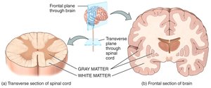Gray and white matter in brain and spinal cord