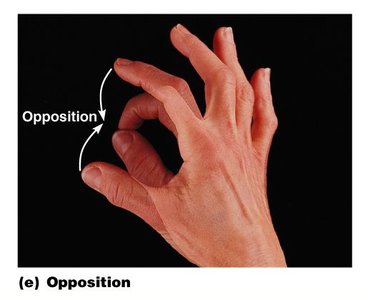 Opposition of the thumb