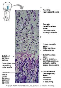 Functional zones in long bone growth