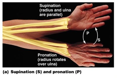 Supination and pronation of the forearm