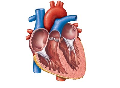 Frontal section of the heart showing chambers and valves