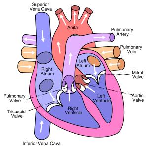 Blood flow through the heart and major vessels