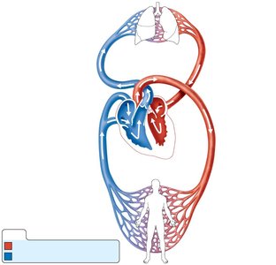Systemic and pulmonary circulations