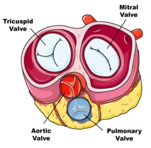 Heart valves