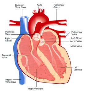 Mitral, tricuspid, aortic, and pulmonary valves