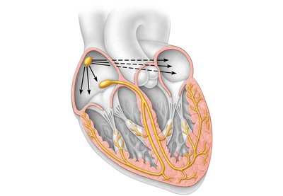 Intrinsic conduction system of the heart