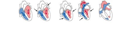 Summary of events during the cardiac cycle