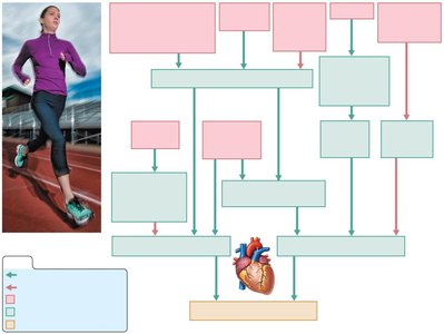 Factors influencing cardiac output