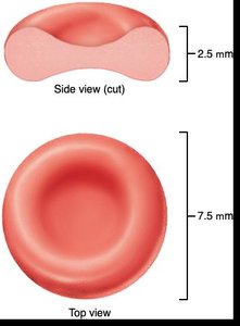 Biconcave shape of erythrocyte