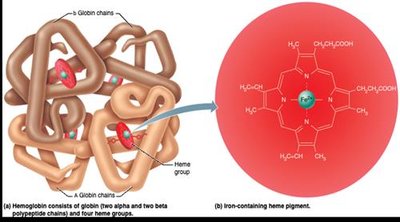 Hemoglobin structure and heme group