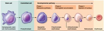 Erythropoiesis developmental pathway