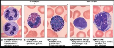 Granulocytes and agranulocytes comparison