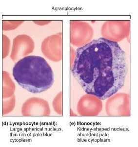 Leukocyte developmental pathway