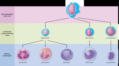 Platelets, erythrocytes, and leukocytes in blood