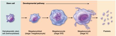 Hemostasis stages: vascular spasm, platelet plug, coagulation
