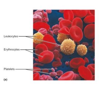 Antibody structure and antigen binding