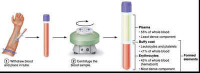 Centrifuged blood sample showing plasma, buffy coat, and erythrocytes