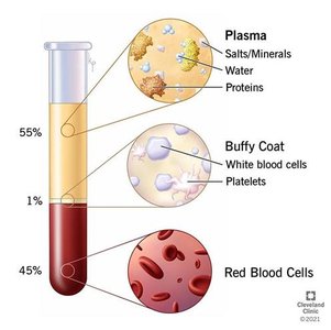 Blood tube showing plasma, buffy coat, and red blood cells