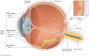 Midsagittal section of internal structures of the eye
