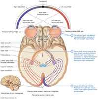 Visual pathway diagram