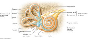 The membranous labyrinth