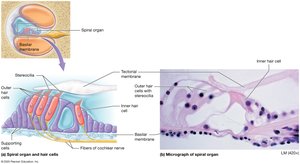 Structure of the spiral organ