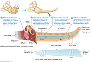 Vibration of the basilar membrane