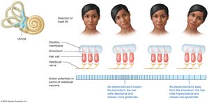 Head tilting and activity of the maculae