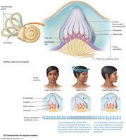 Angular movement and the semicircular canals