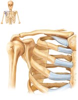 Articulated pectoral girdle showing clavicle and scapula