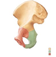 Medial view of right hip bone