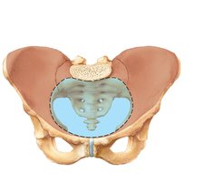True and false pelves, anterosuperior view