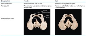 Comparison of male and female pelves, posterior view