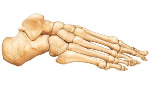 Lateral view of bones of the right foot