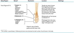 Table summarizing bones of the foot