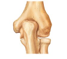 Posterior view of the extended elbow joint