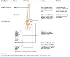 Table summarizing bones of the forearm and hand
