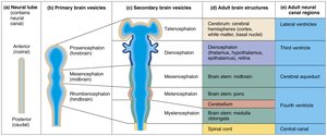 Embryonic development of the human brain