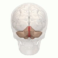 Cerebellum anatomy