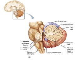 Cerebellum anatomy