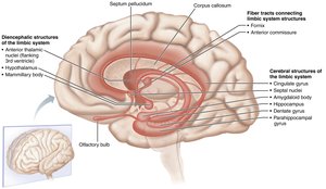 The limbic system
